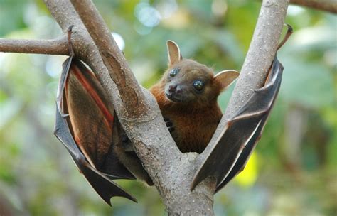 Are Fruit Bats Nocturnal and Why Do They Dream of Electric Bananas?