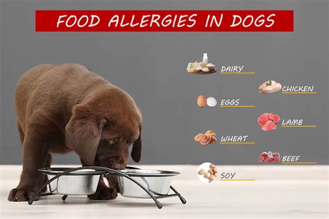 Can Dogs Have Food Coloring? Exploring the Rainbow of Canine Diets