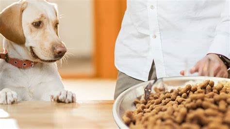 Can Dogs Have Honey Roasted Peanuts? And Why Do They Always Look So Guilty When Caught Snacking?