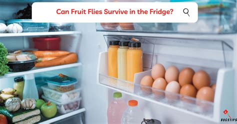 Can Fruit Flies Survive in the Fridge? And Why Do They Love Bananas So Much?