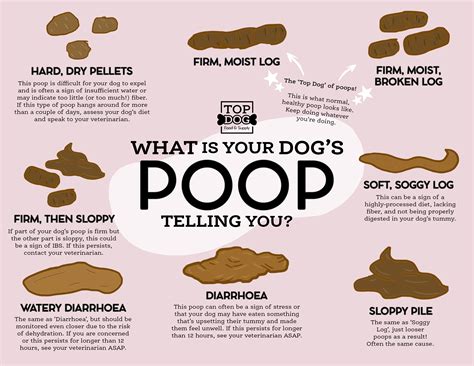 Do Dogs Poop Less With Better Food? And Can They Solve Quantum Physics While At It?