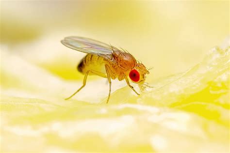 Do Fruit Flies Die in the Winter? And Why Do They Seem to Love My Banana Bread?