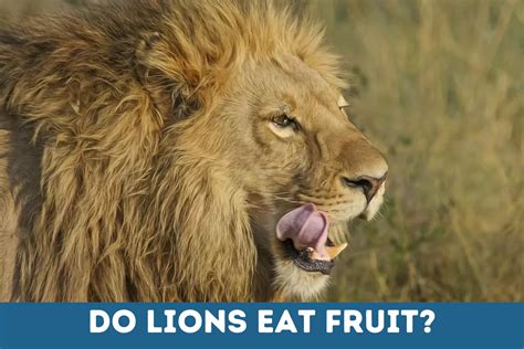 Do Lions Eat Fruit? Exploring the Unlikely and the Unexpected