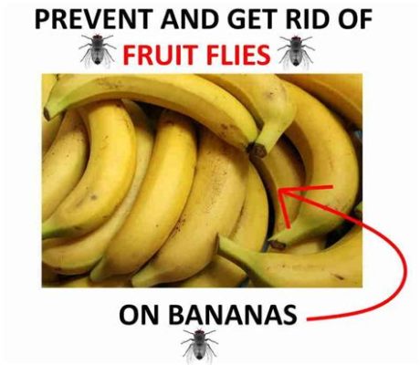 Does Hydrogen Peroxide Kill Fruit Flies? And Why Do They Love Bananas So Much?