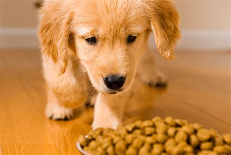 How Much Food Should a Golden Retriever Eat: A Journey Through the Culinary Cosmos