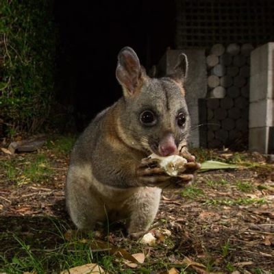 What Food Do Possums Eat: And Why They Might Secretly Love Pizza