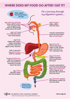 What Happens If You Swallow Food Without Chewing: A Journey Through the Digestive Rabbit Hole