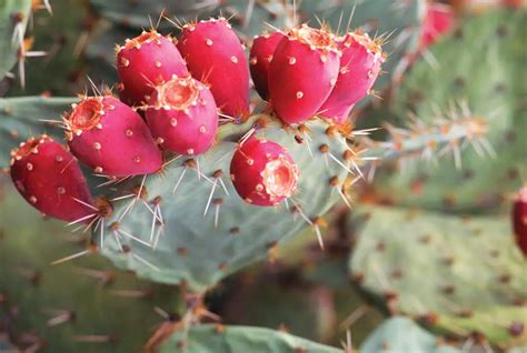 When Do Prickly Pears Fruit: Exploring the Mysteries of Cactus Harvests and the Art of Patience